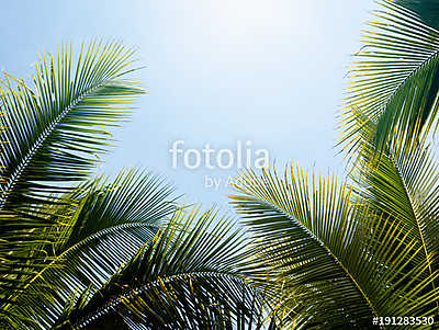 green coconut palm leaf against blue sky with bright sun light n (bögre) - vászonkép, falikép otthonra és irodába