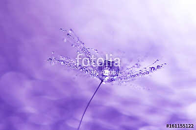 Macro of a dandelion with drops of water (vászonkép óra) - vászonkép, falikép otthonra és irodába