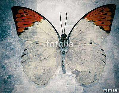 butterfly (bögre) - vászonkép, falikép otthonra és irodába