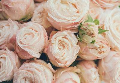 Beautiful fresh beige roses background (fotótapéta) - vászonkép, falikép otthonra és irodába