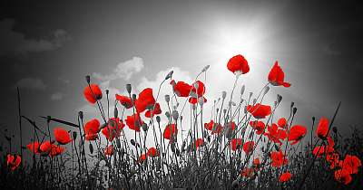 Poppies field panorama (keretezett kép) - vászonkép, falikép otthonra és irodába