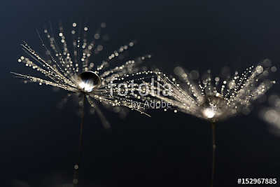 Dandelion macro with droplets of water.Selective focus (poszter) - vászonkép, falikép otthonra és irodába