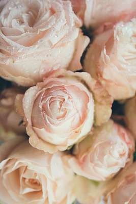 Beautiful fresh beige roses background (többrészes kép) - vászonkép, falikép otthonra és irodába