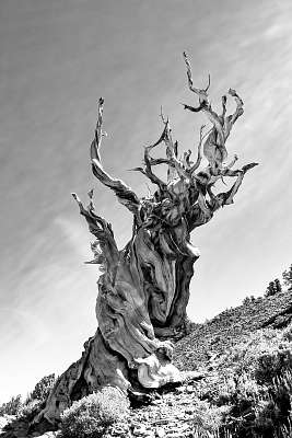 Bristlecone-Pine (fotótapéta) - vászonkép, falikép otthonra és irodába