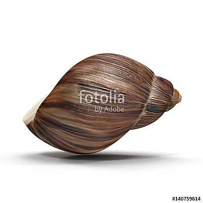 Marginata Shell on white. 3D illustration (többrészes kép) - vászonkép, falikép otthonra és irodába