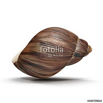 Marginata Shell on white. 3D illustration (poszter) - vászonkép, falikép otthonra és irodába