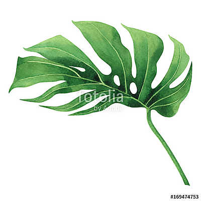 Watercolor painting tropical,palm leaf,green leaves isolated on  (vászonkép óra) - vászonkép, falikép otthonra és irodába