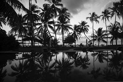 Silhouettes of palm trees on the shore. Black and white (keretezett kép) - vászonkép, falikép otthonra és irodába