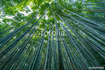 Early morning sky view through bamboo stalks at Sagano Arashiyam (fotótapéta) - vászonkép, falikép otthonra és irodába