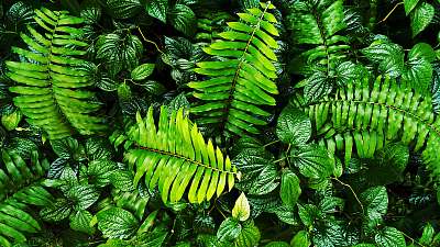 trópusi zöld levelek (fotótapéta) - vászonkép, falikép otthonra és irodába