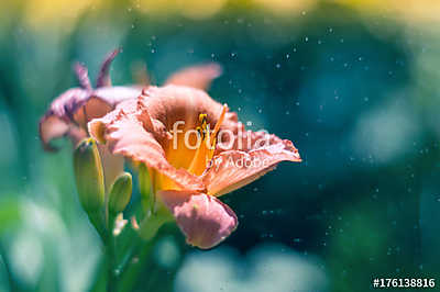A lily flower in the rain on a multicolored background. Selectiv (poszter) - vászonkép, falikép otthonra és irodába