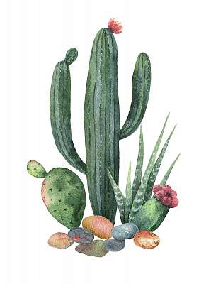Watercolor collection of cacti and succulents plants isolated on (többrészes kép) - vászonkép, falikép otthonra és irodába