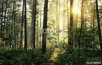 Moody forrest with sunlight (bögre) - vászonkép, falikép otthonra és irodába