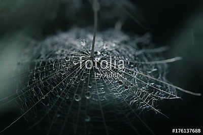 A dandelion seed with a drop of dew on a dark background. Select (fotótapéta) - vászonkép, falikép otthonra és irodába