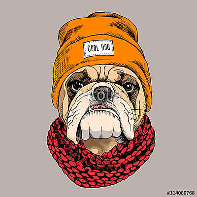 Bulldog portrait in a hipster hat and with Knitted scarf. Vector (bögre) - vászonkép, falikép otthonra és irodába
