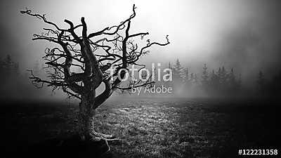 Dark Horror  Spooky  tree. (többrészes kép) - vászonkép, falikép otthonra és irodába