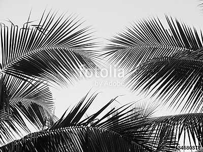 beautiful palms leaf on white background (vászonkép óra) - vászonkép, falikép otthonra és irodába