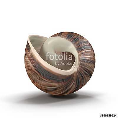 Marginata Shell on white. 3D illustration (többrészes kép) - vászonkép, falikép otthonra és irodába