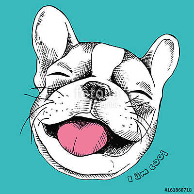 Portrait of cheerful French Bulldog laughing. Vector illustratio (keretezett kép) - vászonkép, falikép otthonra és irodába