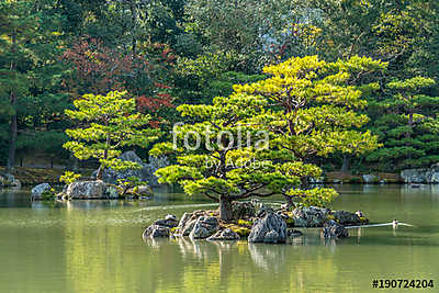 Pinus thunbergii or Japanese black pine (Kuromatsu) On an islet  (fotótapéta) - vászonkép, falikép otthonra és irodába