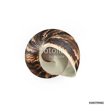 Marginata Shell on white. 3D illustration (bögre) - vászonkép, falikép otthonra és irodába