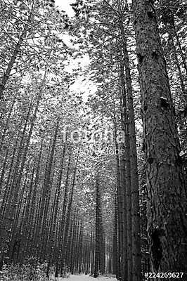 trees in the forest (bögre) - vászonkép, falikép otthonra és irodába