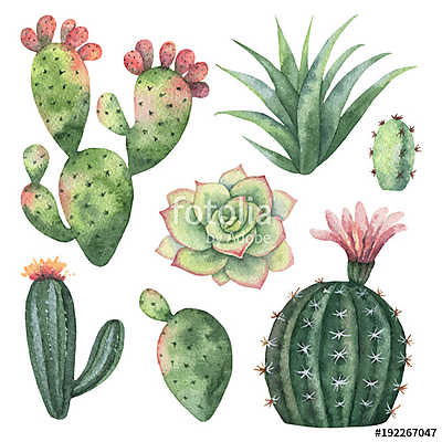 Watercolor vector set of cacti and succulent plants isolated on  (többrészes kép) - vászonkép, falikép otthonra és irodába