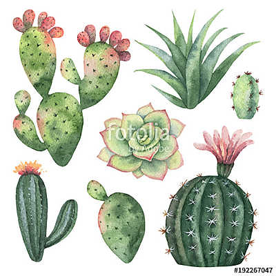 Watercolor vector set of cacti and succulent plants isolated on  (poszter) - vászonkép, falikép otthonra és irodába