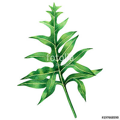 Watercolor painting fern green leaves,palm leaf isolated on whit (keretezett kép) - vászonkép, falikép otthonra és irodába