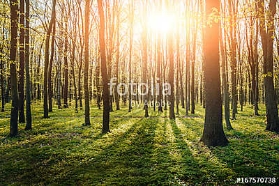 Rays of light in the forrest (keretezett kép) - vászonkép, falikép otthonra és irodába