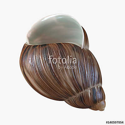 Marginata Shell on white. 3D illustration (poszter) - vászonkép, falikép otthonra és irodába