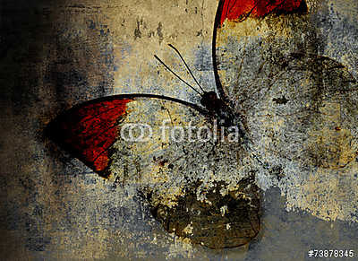 butterfly (fotótapéta) - vászonkép, falikép otthonra és irodába