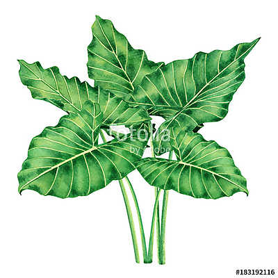 Watercolor painting big green leaves,palm leaf isolated on white (poszter) - vászonkép, falikép otthonra és irodába