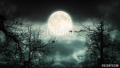 Night Forest With Moon  Background.	 (fotótapéta) - vászonkép, falikép otthonra és irodába