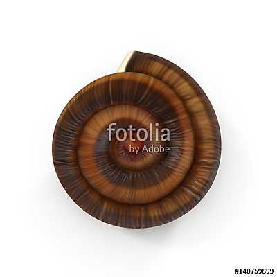 single empty snail shell isolated on white. 3D illustration (többrészes kép) - vászonkép, falikép otthonra és irodába