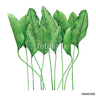 Watercolor painting tropical green leaves,palm leaf isolated on  (vászonkép óra) - vászonkép, falikép otthonra és irodába