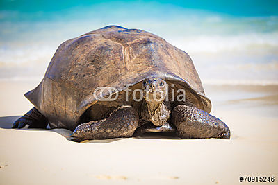 Seychelles óriás teknősbéka (fotótapéta) - vászonkép, falikép otthonra és irodába