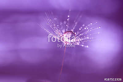 Dandelion after rain with drops of water (keretezett kép) - vászonkép, falikép otthonra és irodába