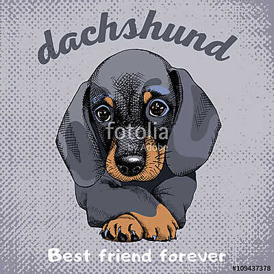 The poster with the portrait of the dog Dachshund. Vector illust (többrészes kép) - vászonkép, falikép otthonra és irodába