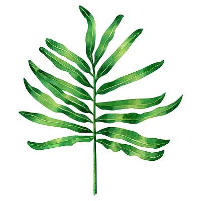 Watercolor painting fern green leaves,palm leaf isolated on whit (keretezett kép) - vászonkép, falikép otthonra és irodába