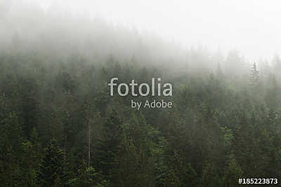Forest in the mist (fotótapéta) - vászonkép, falikép otthonra és irodába