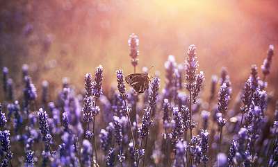 Butterfly at lavender with pastel colours (fotótapéta) - vászonkép, falikép otthonra és irodába