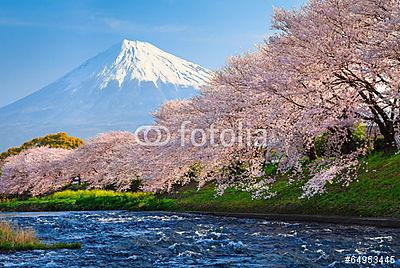 Fuji és Sakura (fotótapéta) - vászonkép, falikép otthonra és irodába
