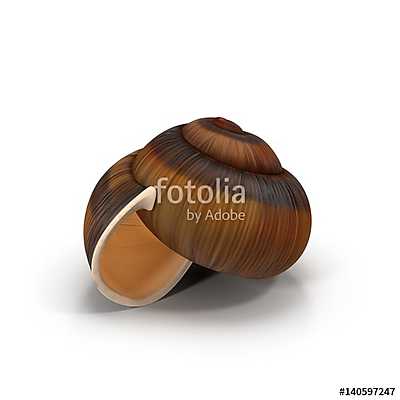 Snail Shell on white. 3D illustration (fotótapéta) - vászonkép, falikép otthonra és irodába