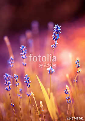 The romantic shine of lavender (bögre) - vászonkép, falikép otthonra és irodába