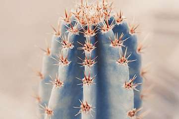 Pasztel kaktusz (fotótapéta) - vászonkép, falikép otthonra és irodába