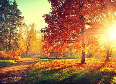 Őszi jelenet. Esik. Fák és levelek napfényben (többrészes kép) - vászonkép, falikép otthonra és irodába