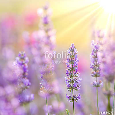 Lavender (bögre) - vászonkép, falikép otthonra és irodába