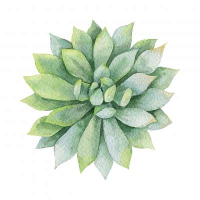 Watercolor vector green succulent isolated on white background. (többrészes kép) - vászonkép, falikép otthonra és irodába