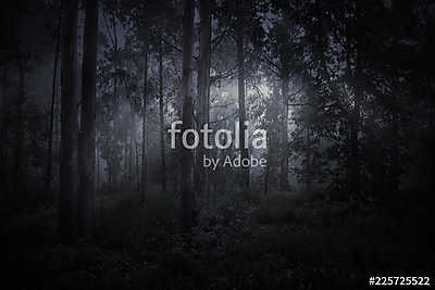 Magic foggy forest (fotótapéta) - vászonkép, falikép otthonra és irodába